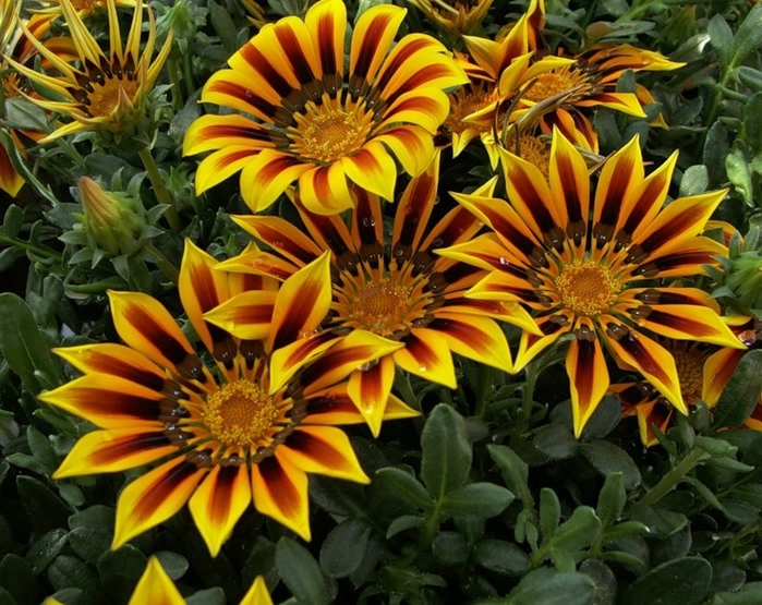 gazania