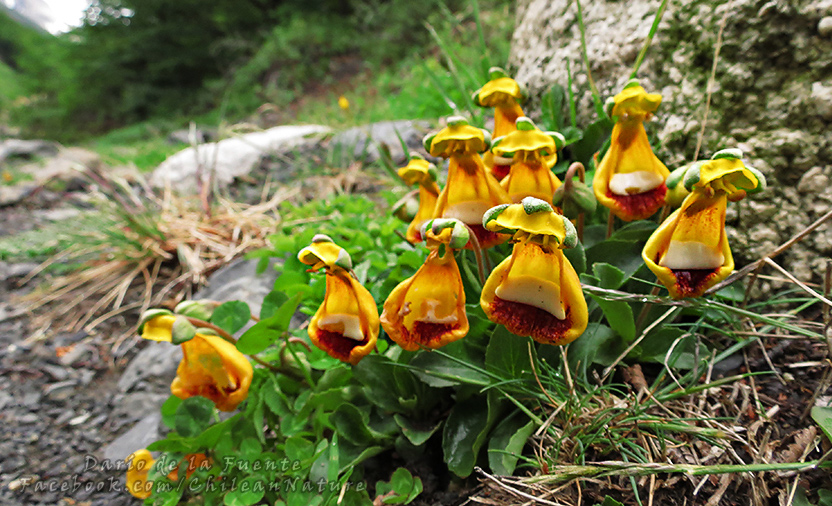 Calceolaria - Plante Anuale calceolaria