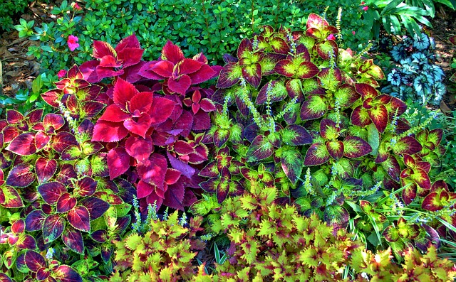 Coleus - Planta Anuală coleus
