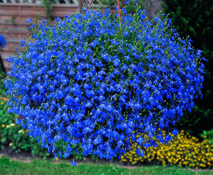 Plante anuale pentru design peisagistic - Lobelia pentru ...