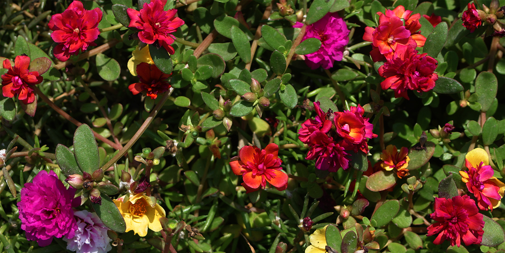 Portulaca - Plante Anuale portulaca