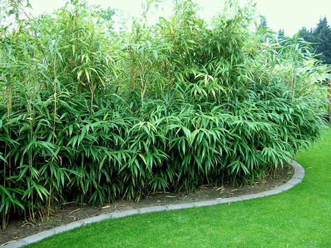 Pseudosasa Japonica - Ierburi Ornamentale pseudosasa japonica
