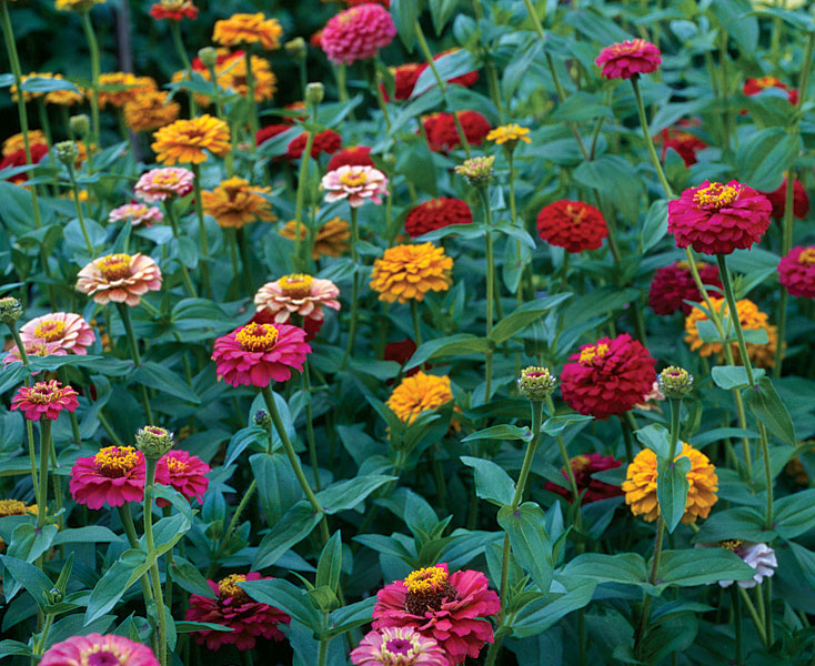 Zinnia - Plante Anuale zinnia