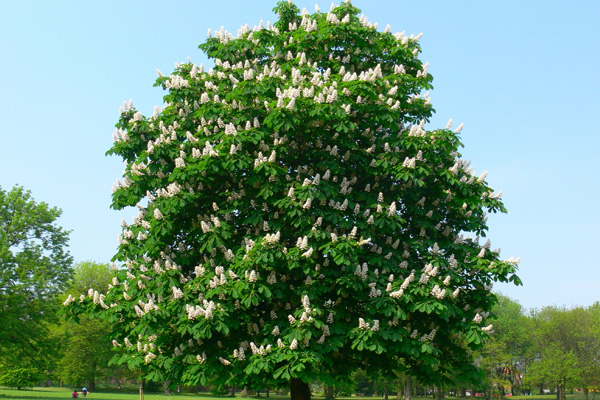 Castan - Arbori forestieri Castan