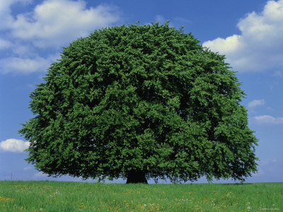 Fag - Arbori forestieri Fag