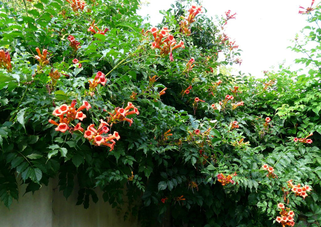 Campsis Radicans - Plante Cățăratoare campsis radicans