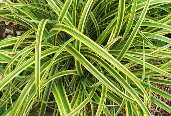 Carex - Ierburi Ornamentale carex