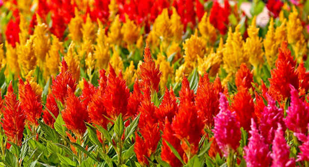 Celosia - Plante Anuale Celosia