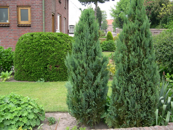 Chiparos - Arbori coniferi Chiparos