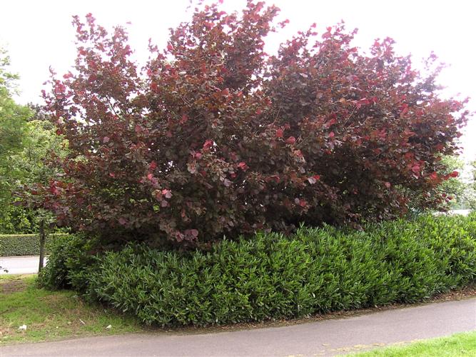 Alun - Arbusti alun