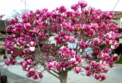 Magnolia - Arbori forestieri Magnolie