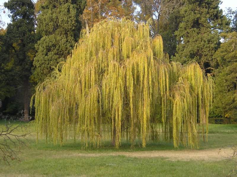 Salcie - Arbori forestieri Salcie