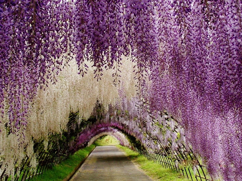 Wisteria - Plante Cățărătoare wisteria