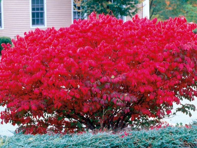 Euonymus - Arbusti Euonymus