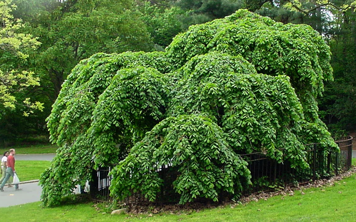 Ulm - Arbori forestieri Ulm