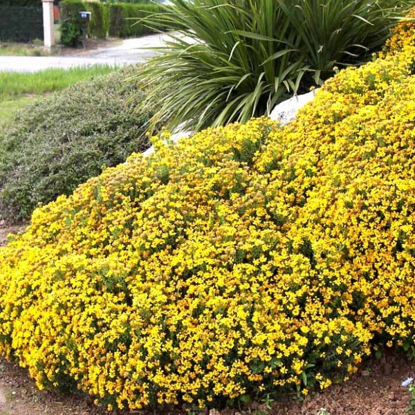 Ulex - Arbusti ulex