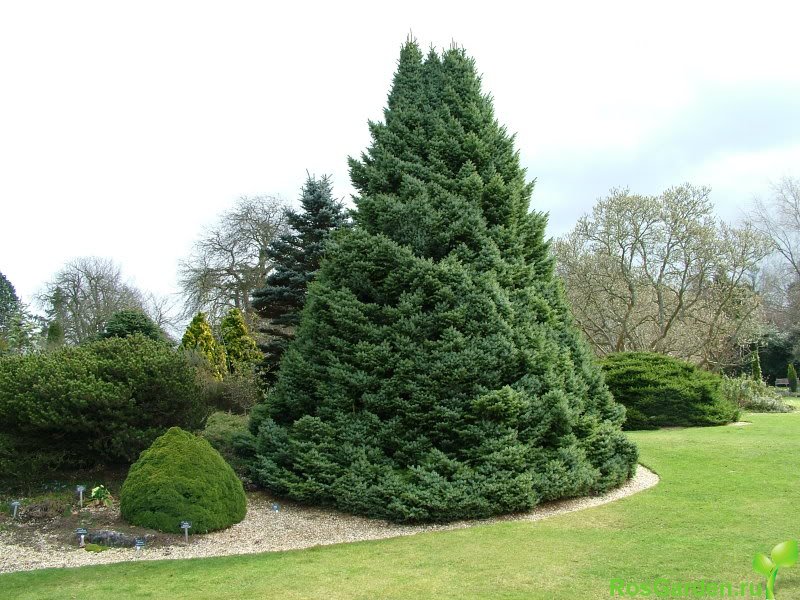 Molid - Arbori conifer Molid
