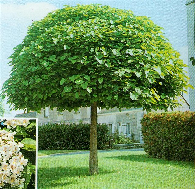 Catalpa - Arbori forestieri Catalpa