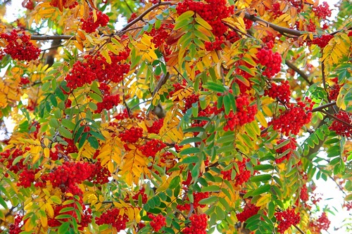 Scorus - Arbori forestieri scorus