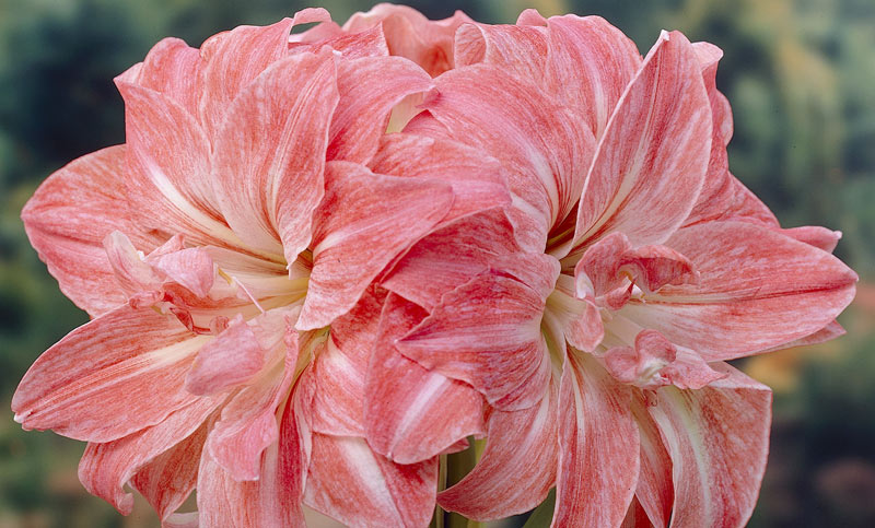 Amaryllis - Plante Perene amaryllis