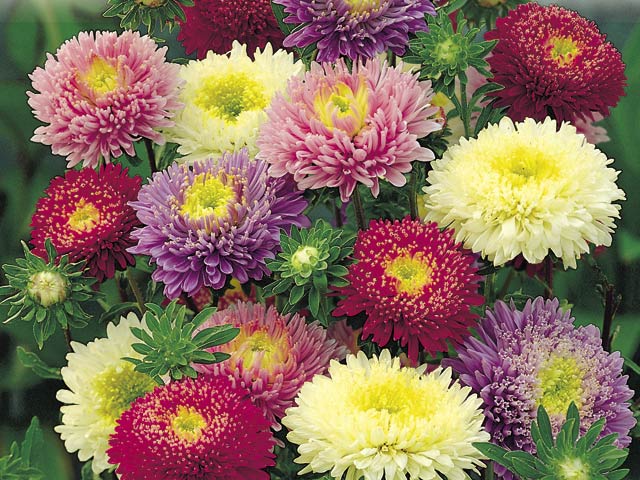 Aster - Plante Perene aster
