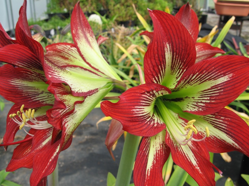 Crinul Regal - Plante Perene crinul regal