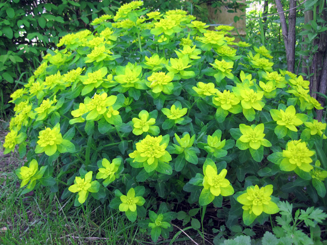Euphorbia - Plante Perene euphorbia