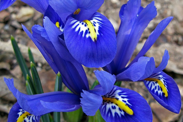 Iris - Plante Perene iris