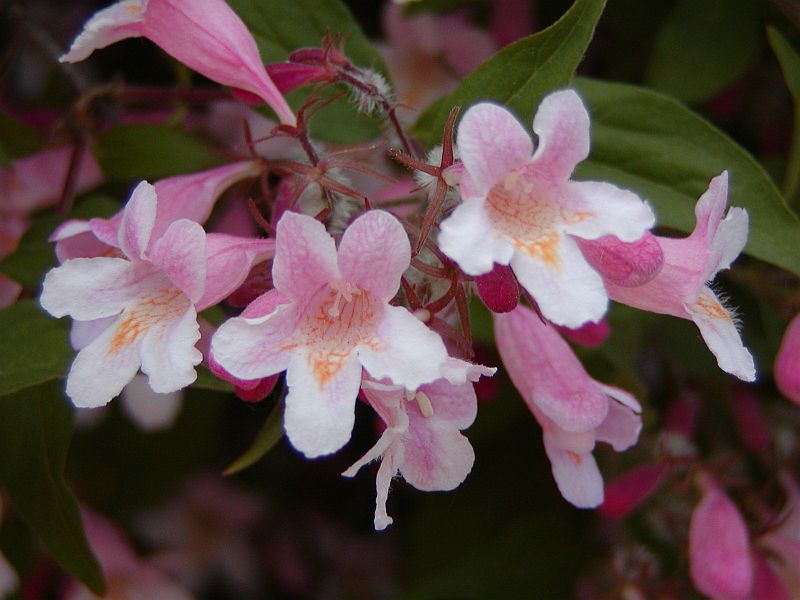 Kolkwitzia - Plante Perene kolkwitzia