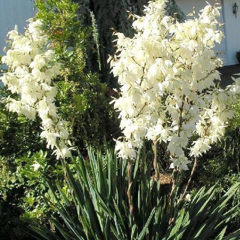 Yucca Filamentosa - Plante Perene yucca filamentosa