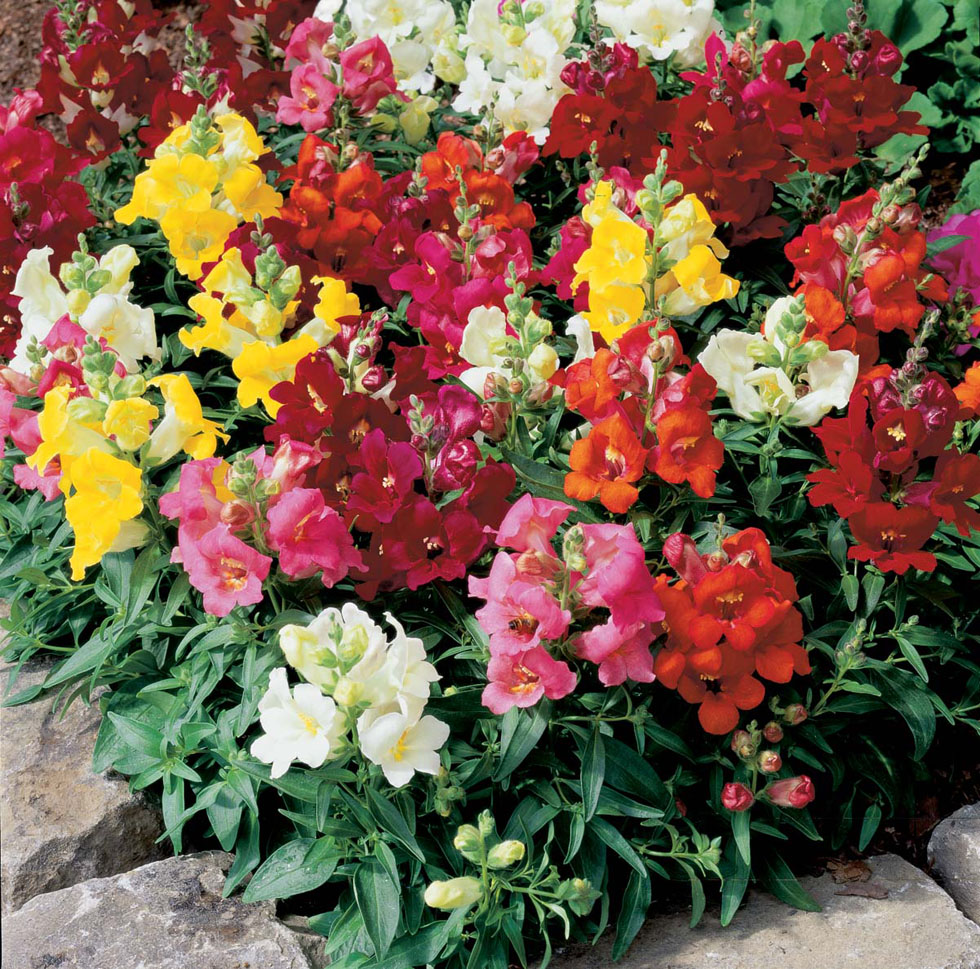 Antirrhinum