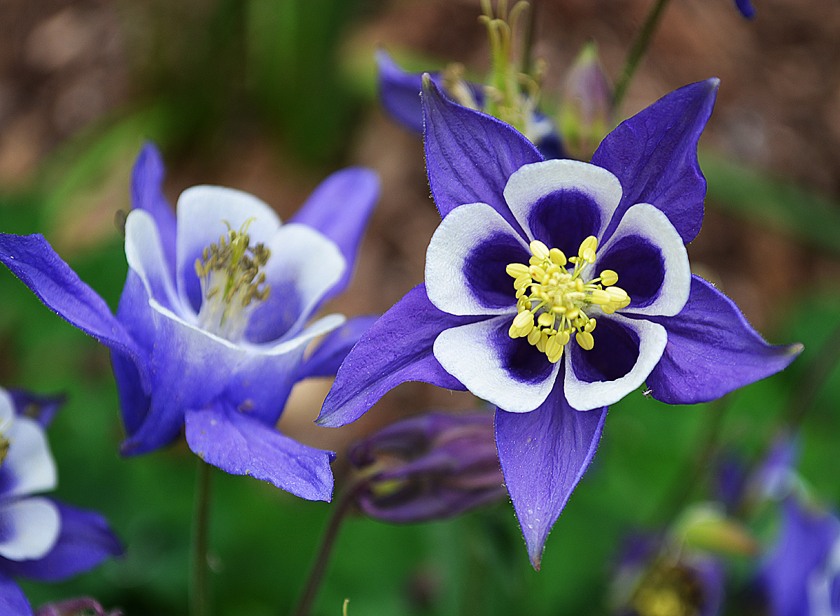 aquilegia vulgaris