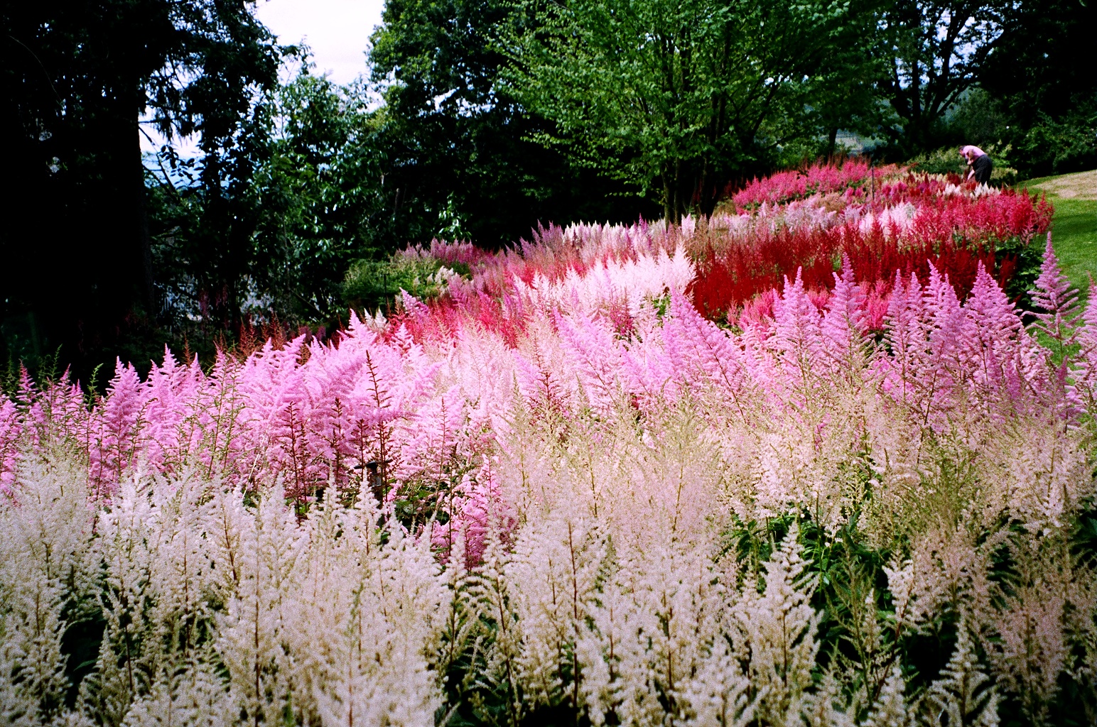 astilbe