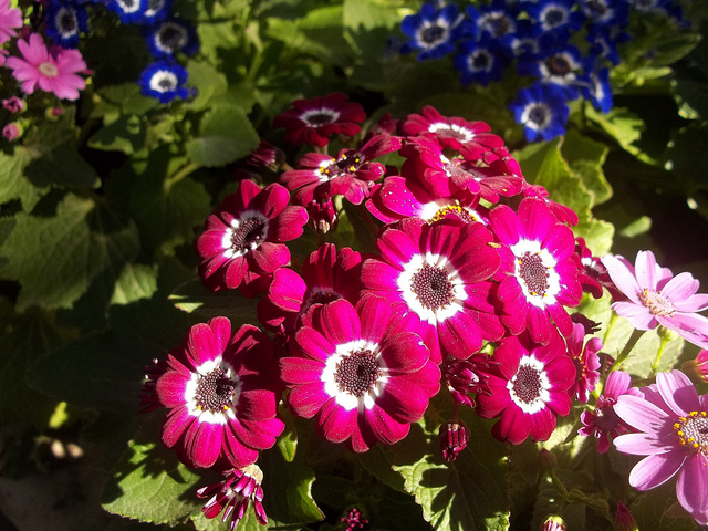 cineraria