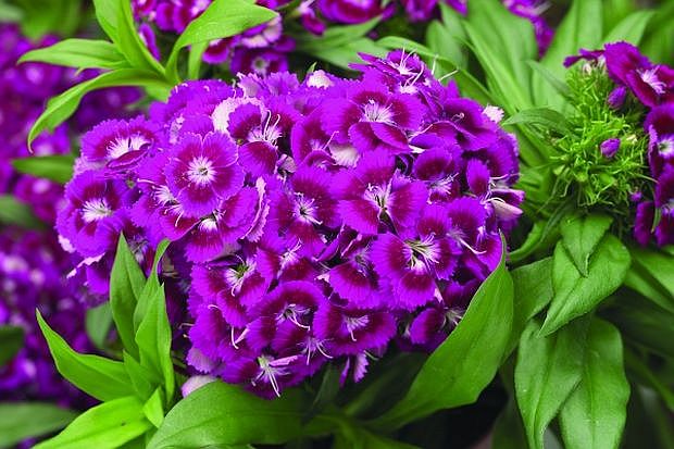 dianthus