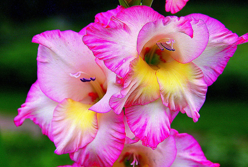 gladiola