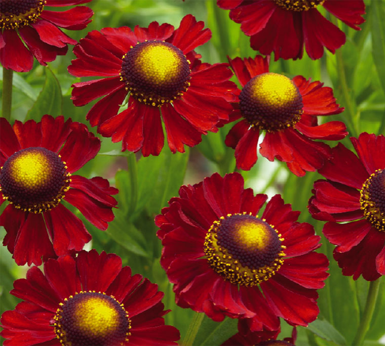 helenium