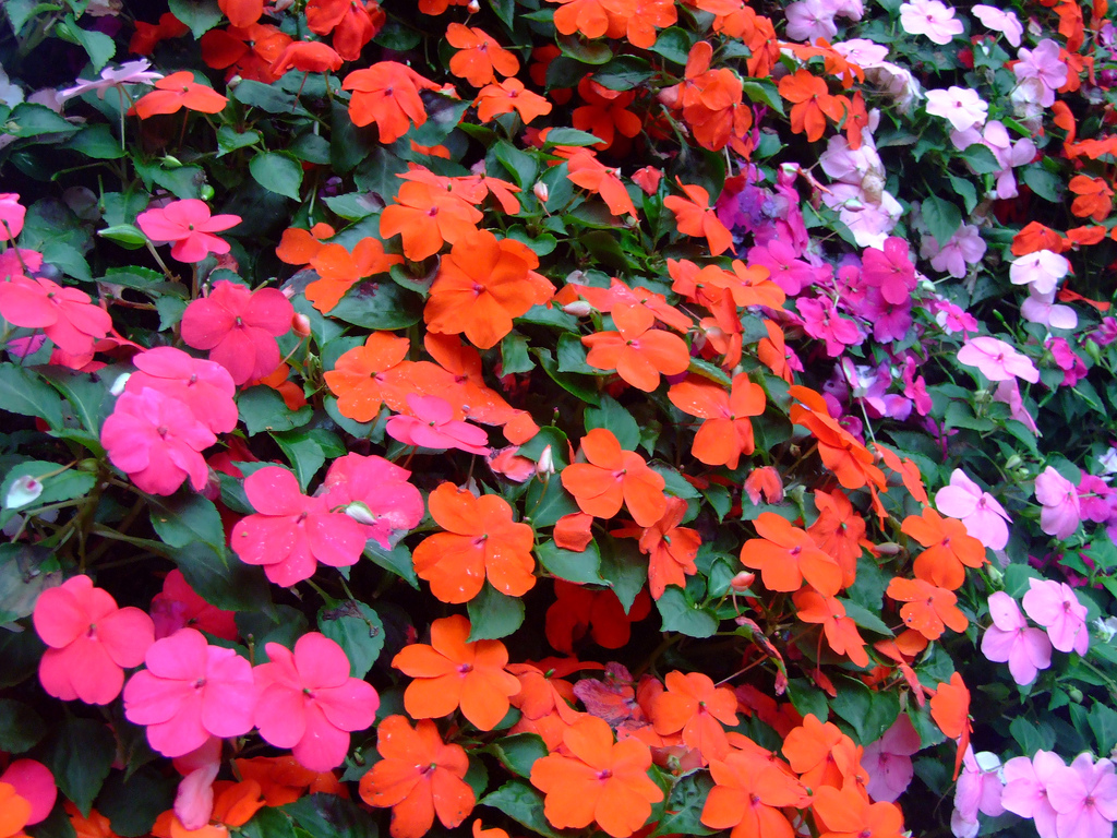  - impatiens walleriana