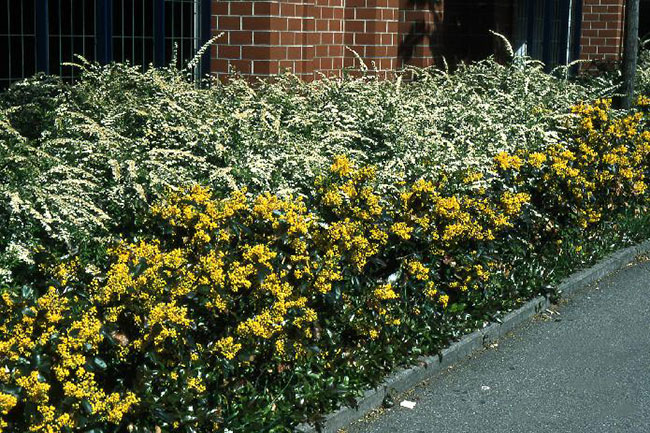 mahonia aquifolium