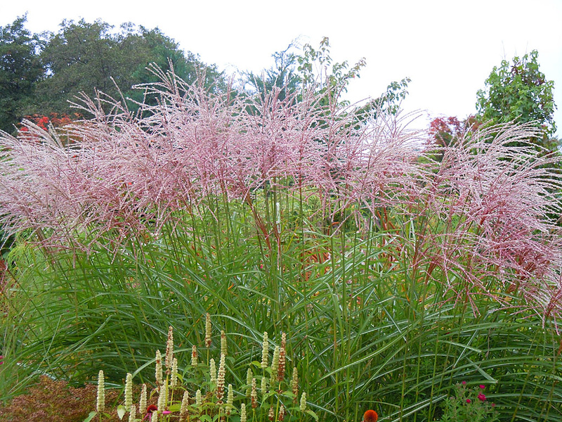 miscanthus