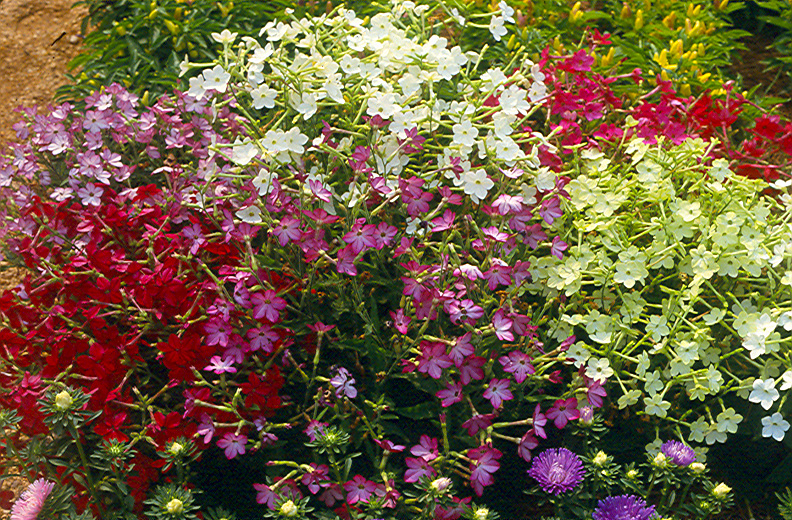 nicotiana