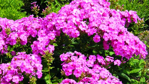 Plante Anuale - Phlox