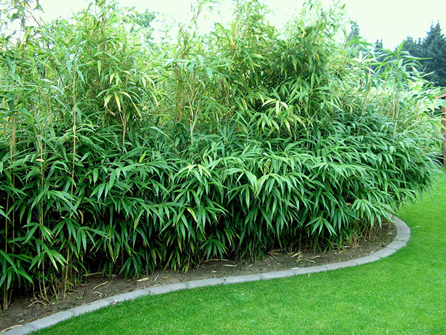 японский бамбук