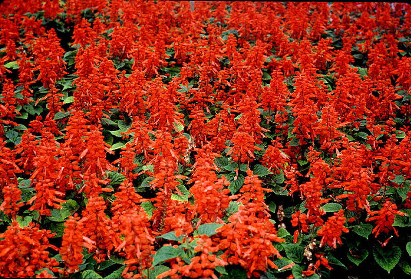 salvia