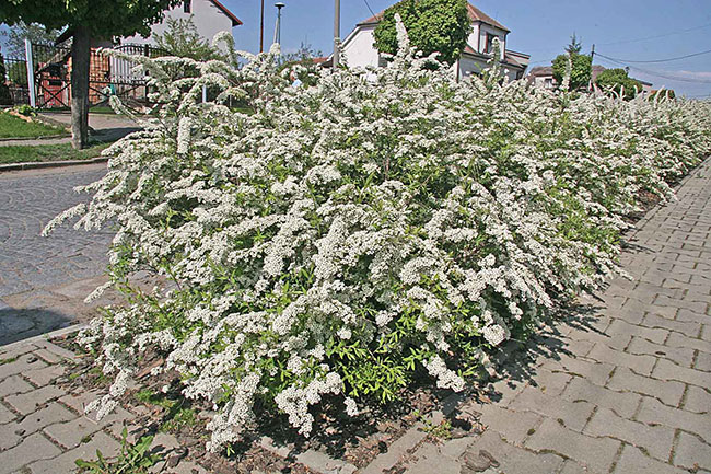 spiraea