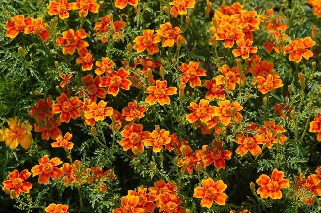 tagetes