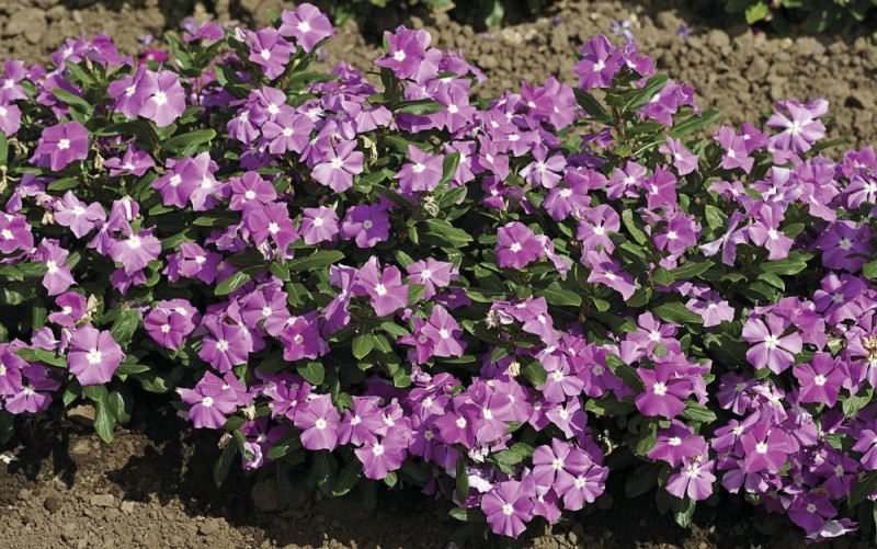 vinca cora