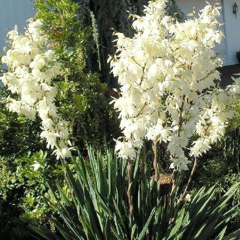 yucca filamentosa