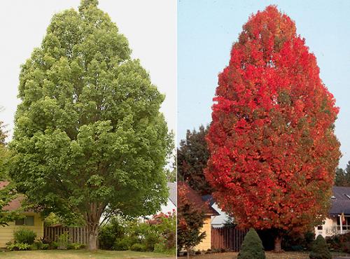 Arbori de Artar