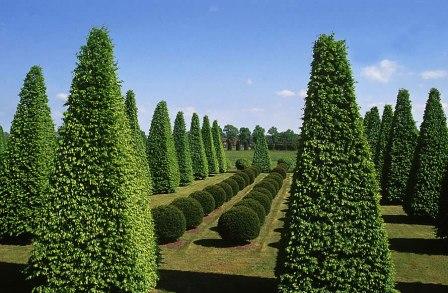 Граб для ландшафтного дизайна - лиственные деревья в Молдове